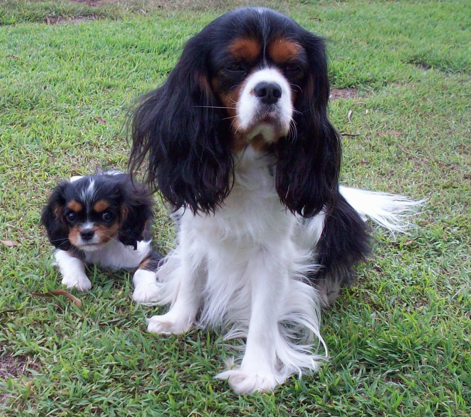 Cavalier King Charles Spaniel - Wiki Pets