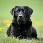 thumb2-black-labrador-retriever-green-grass-black-big-dog-pets