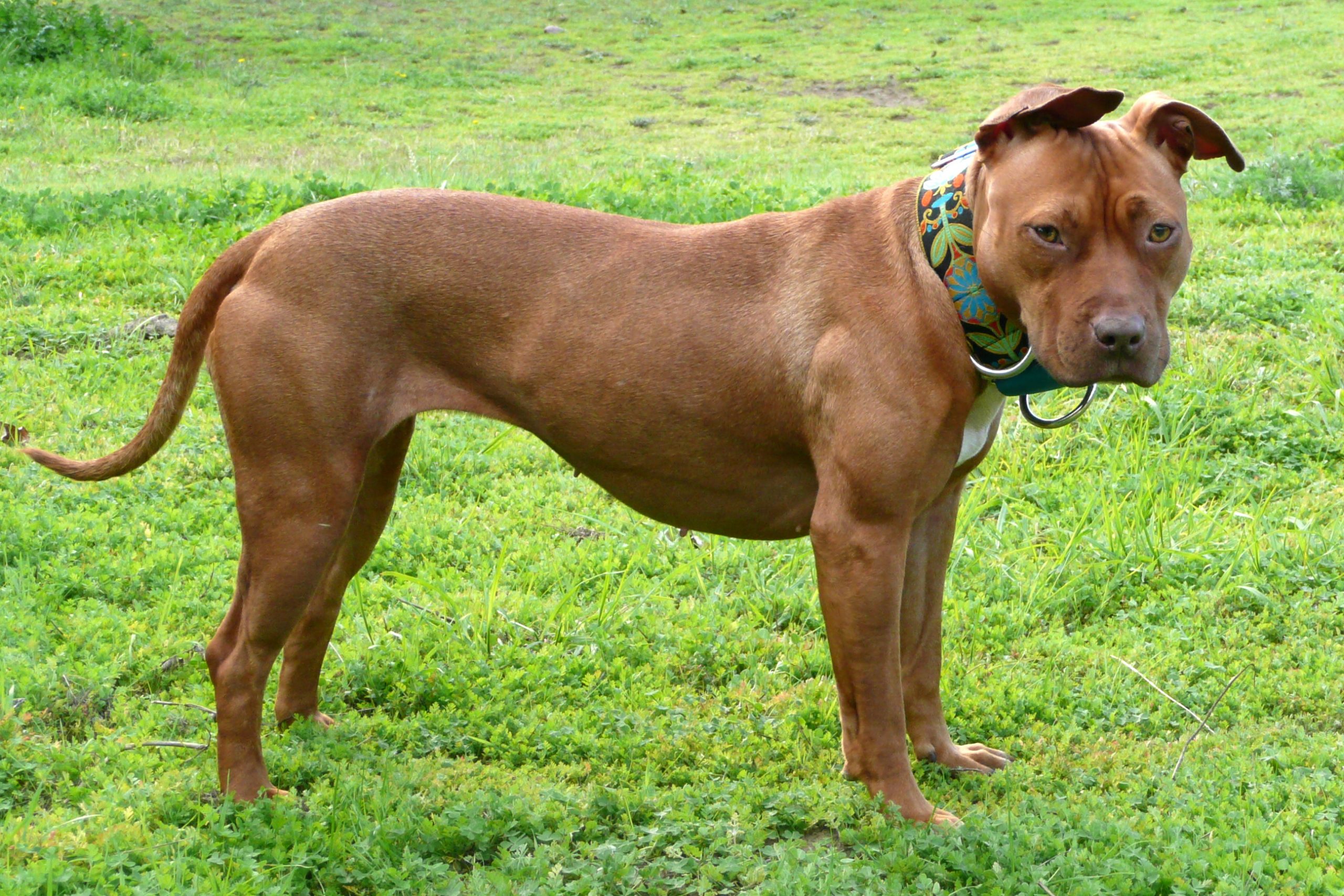 Pit Bull (American Pit Bull Terrier) - Wiki Pets