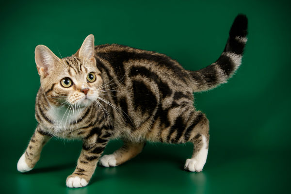 American Shorthair - Wiki Pets