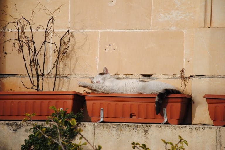 O gato maltês