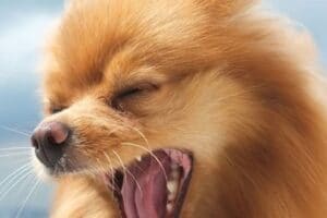 Os perigos da tosse do canil em cães