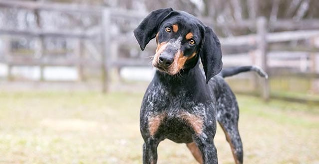 Quanta linguagem os cães realmente entendem?  – American Kennel Club