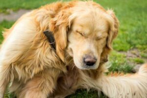 Mange in Dogs: What You Need to Know – American Kennel Club