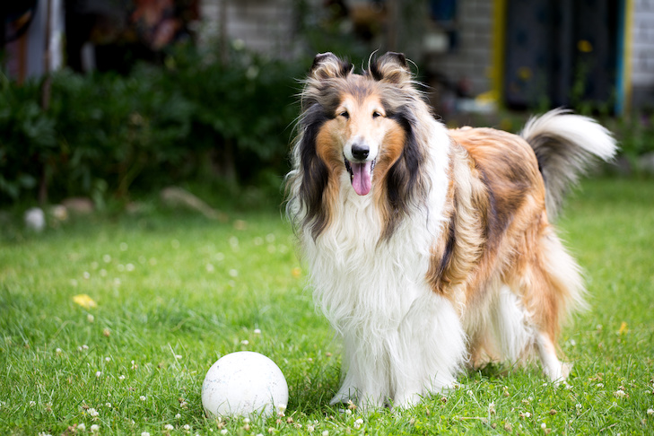10 maneiras de ajudar seu cachorro a viver mais – American Kennel Club