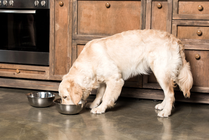 Alimentos para cães sem grãos são ruins?  – American Kennel Club