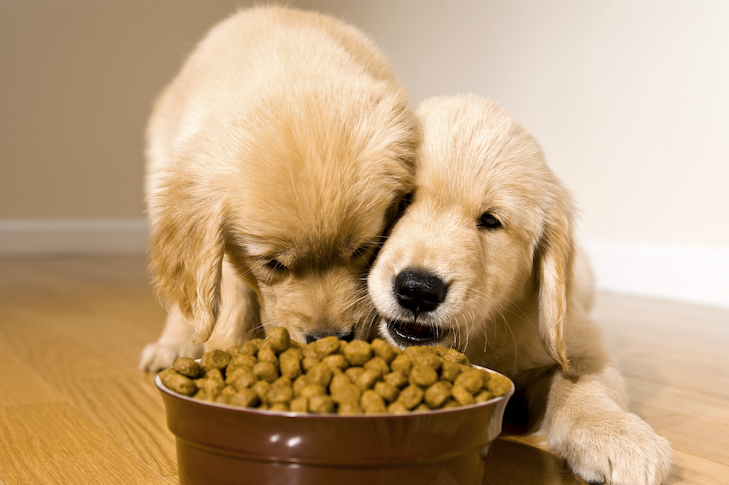 Como alimentar vários animais de estimação sem conflito – American Kennel Club