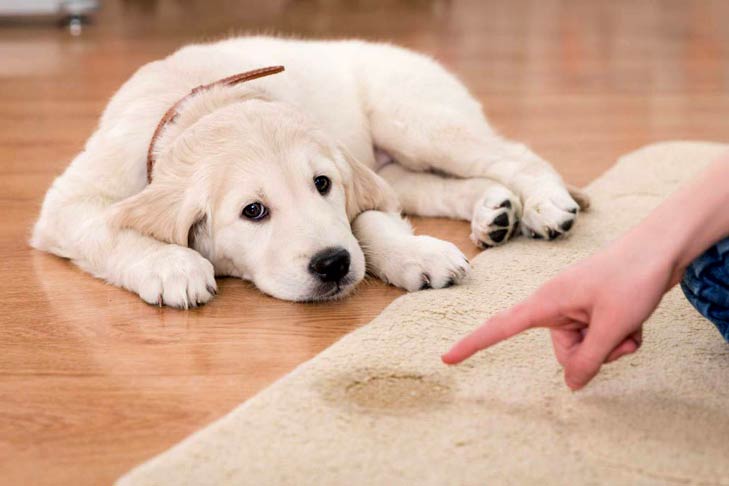 Como treinar um filhote de cachorro com o penico