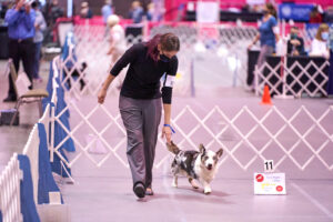 Como fazer a transição de esportes caninos virtuais para eventos presenciais