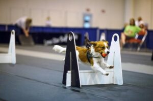 Como Assistir ao 2021 Flyball CanAm Classic – American Kennel Club