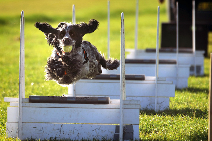 Flyball 101: Como competir no Flyball for Dogs – American Kennel Club