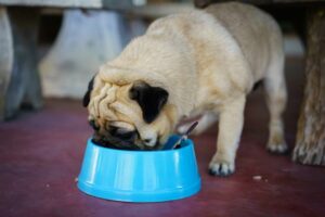 Nutrição para cães: o que e quanto alimentar meu cão