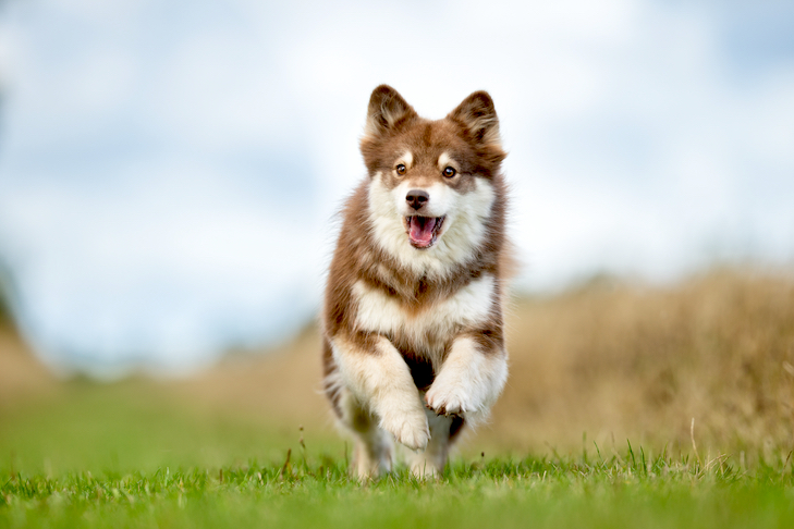 Meu cachorro é saudável?  Como saber – American Kennel Club