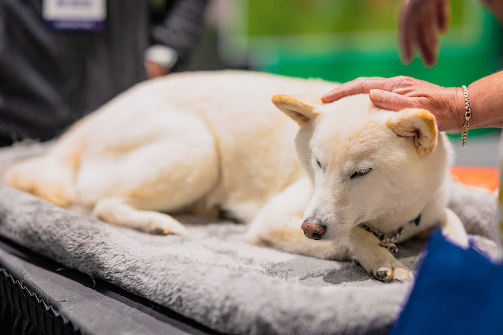 Cura Reiki para Animais de Estimação: É Possível?