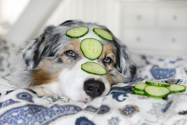 Tendências de bem-estar canino – American Kennel Club