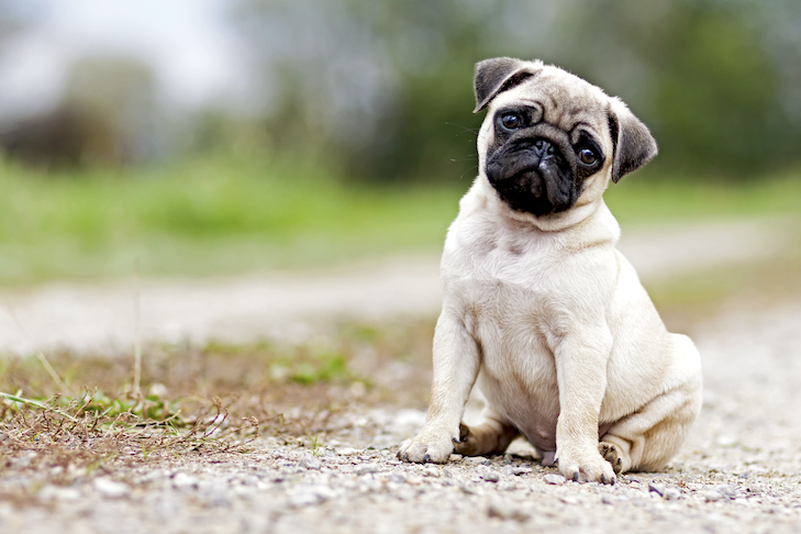 Como treinar um filhote de cachorro Pug: Marcos e cronograma – American Kennel Club