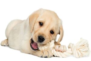 Os melhores e os piores brinquedos para um filhote de cachorro com dentição