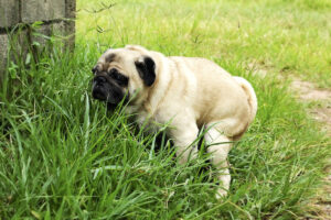 Um guia de sobrevivência para diarreia canina