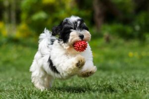 Treinamento cerebral para cães: jogos divertidos e educativos para cães