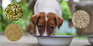 Um dos melhores Topper de refeição de comida de cachorro é sementes!  Receita incluída · O guru do estilo de vida do animal de estimação