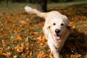 Dez principais razões para ser grato pelos cães – Blog do cão