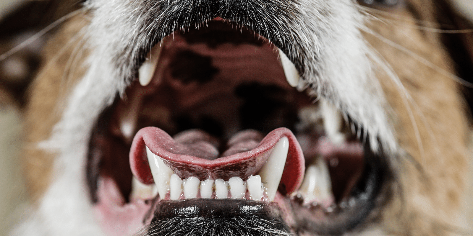 Como a pasta de dentes enzimática para animais de estimação realmente funciona?  · O guru do estilo de vida de animais de estimação