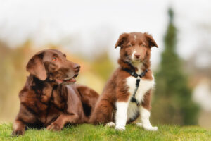 Bem-vindo ao Pack: Como apresentar outro cachorro à sua família – o blog do cachorro