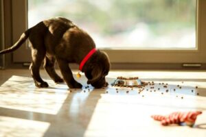 Alimentando Seu Cachorro: Guia Completo e Linha do Tempo