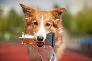 Summer Paw-Lympics Quiz: Qual atividade de verão é perfeita para o seu cão?  – The Dog Blog
