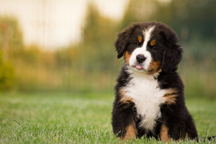 Os cães podem comer pêssegos?  – American Kennel Club