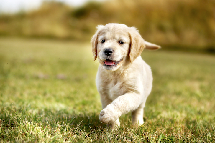 Nomes do Golden Retriever: como nomear seu filhote de cachorro dourado