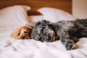 Onde meu cachorro deve dormir à noite?  – The Dog Blog