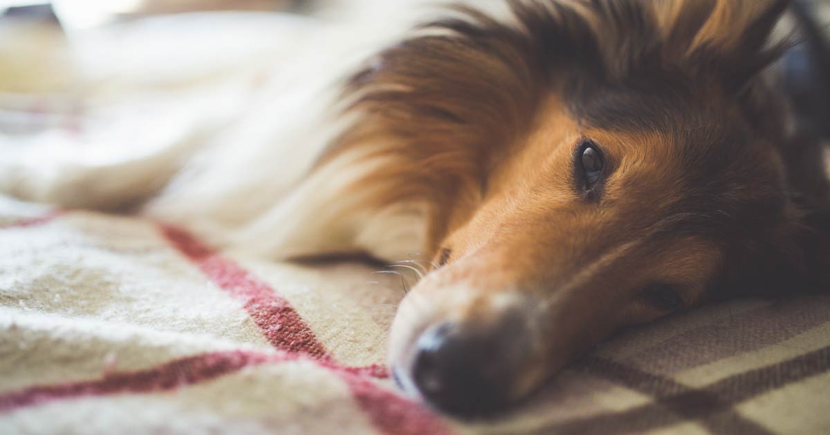 Os cães precisam de uma vacina contra a gripe?  Fatos sobre a vacina contra a gripe canina