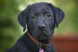 As tags de identificação são suficientes?  A Importância de Identificar Seu Cachorro – American Kennel Club