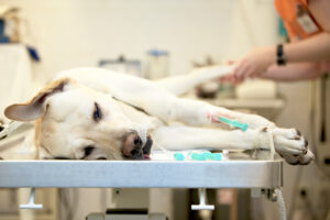 Anestesia para cães: o que todo dono de cachorro deve saber