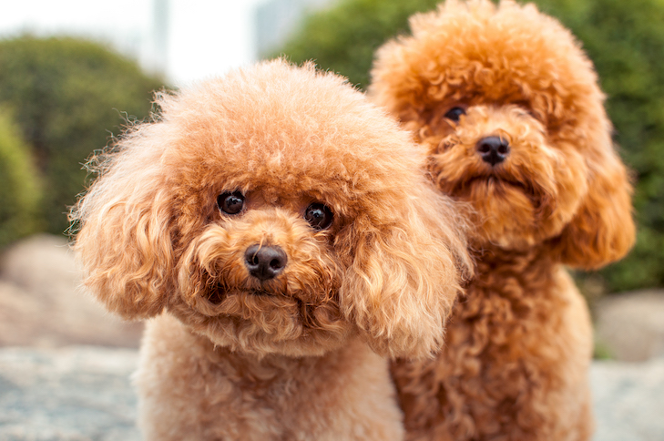 Existe um cão totalmente hipoalergênico?