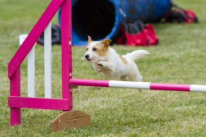 Diversão no quintal: Como criar seu próprio curso de agilidade canina – The Dog Blog