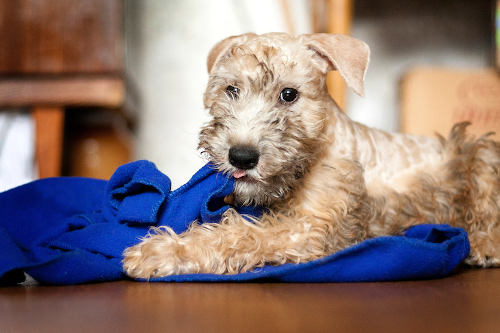 10 coisas importantes para ensinar seu filhote de cachorro – American Kennel Club