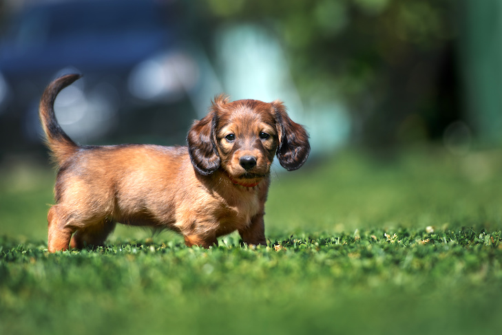 Como Treinar um Filhote de Cachorro Dachshund – American Kennel Club