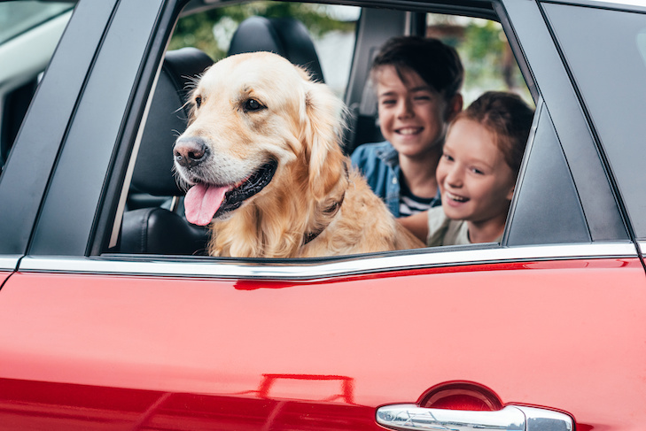 O guia completo para viajar com seu cachorro – American Kennel Club