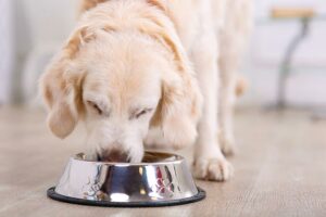 Dicas de nutrição e suplementos para cães idosos – American Kennel Club