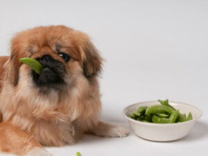 Os cães podem comer ervilhas?  – American Kennel Club