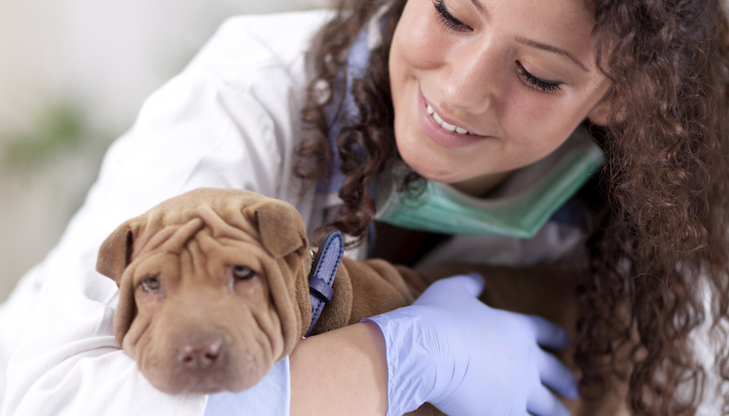 Como Encontrar o Melhor Veterinário – American Kennel Club