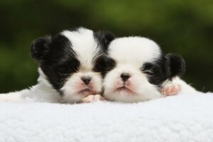 Começando bem os filhotes de cachorro e filhotes de pequenas raças – American Kennel Club