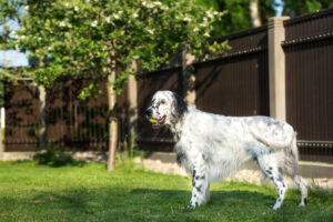 Como cuidar de seu cão de grande raça – American Kennel Club