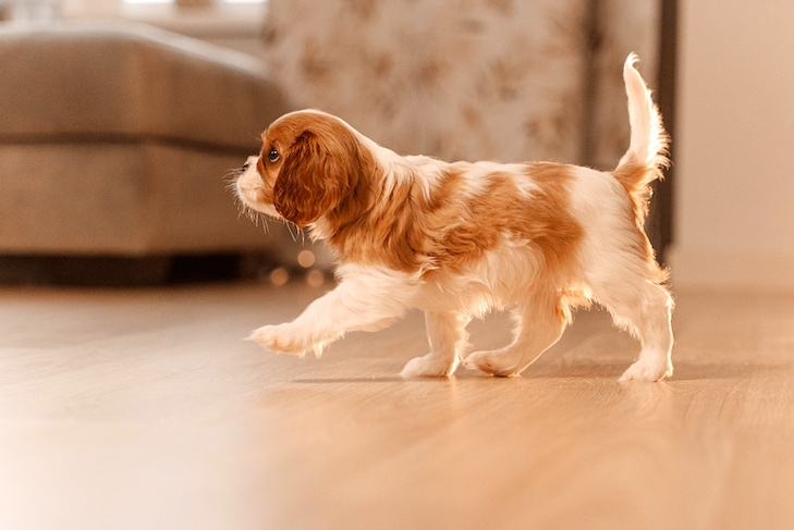 Como treinar um filhote de cachorro Cavalier King Charles Spaniel – American Kennel Club