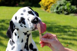 Best DIY Frozen Dog Treats – American Kennel Club