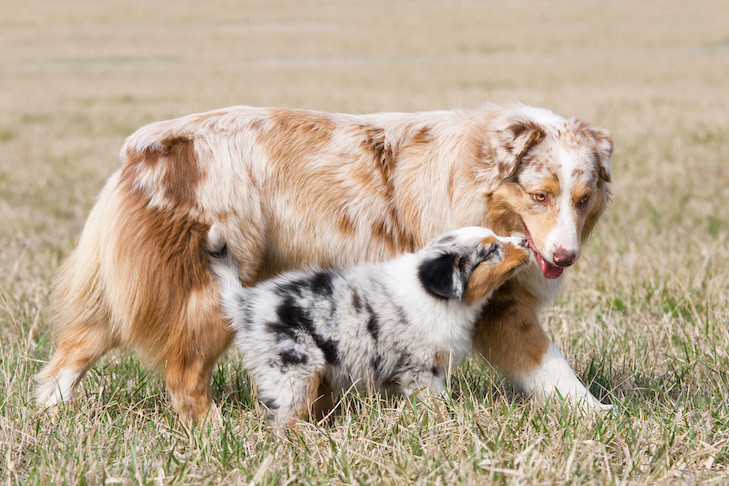 Os cães têm instintos maternos?  Compreendendo o papel de uma mãe canina