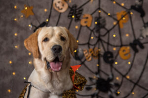 Principais dicas de segurança para cães no Halloween – The Dog Blog