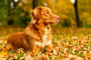 Lista de verificação de cuidados com o cão no outono: como curar seu cão após o verão